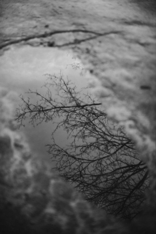 Free Black and white photo of a tree's reflection in a puddle, evoking a moody and tranquil atmosphere. Stock Photo