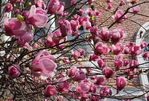 Δωρεάν στοκ φωτογραφιών με backsplash, magnolia liliiflora, άνθηση