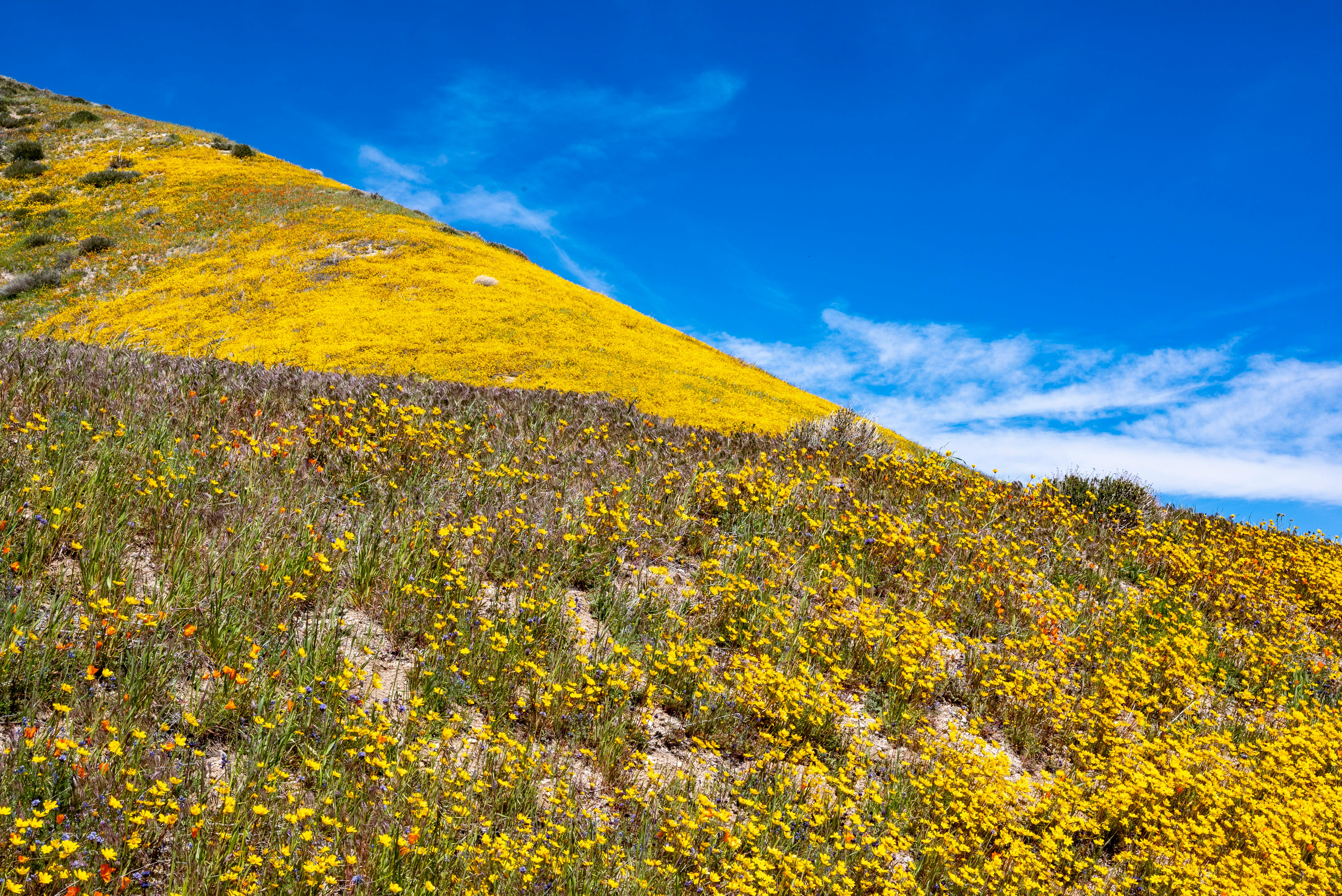 Flowers on Hill · Free Stock Photo, image size:1124x750