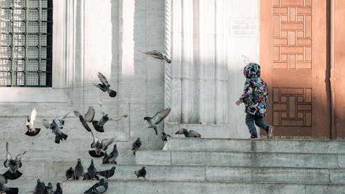 child playing with birds