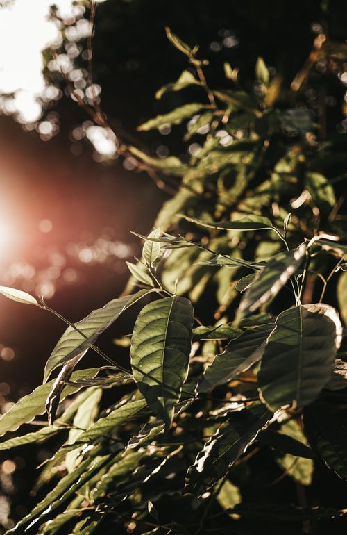 Free Lush green leaves illuminated by the warm glow of sunset, showcasing nature's tranquility. Stock Photo