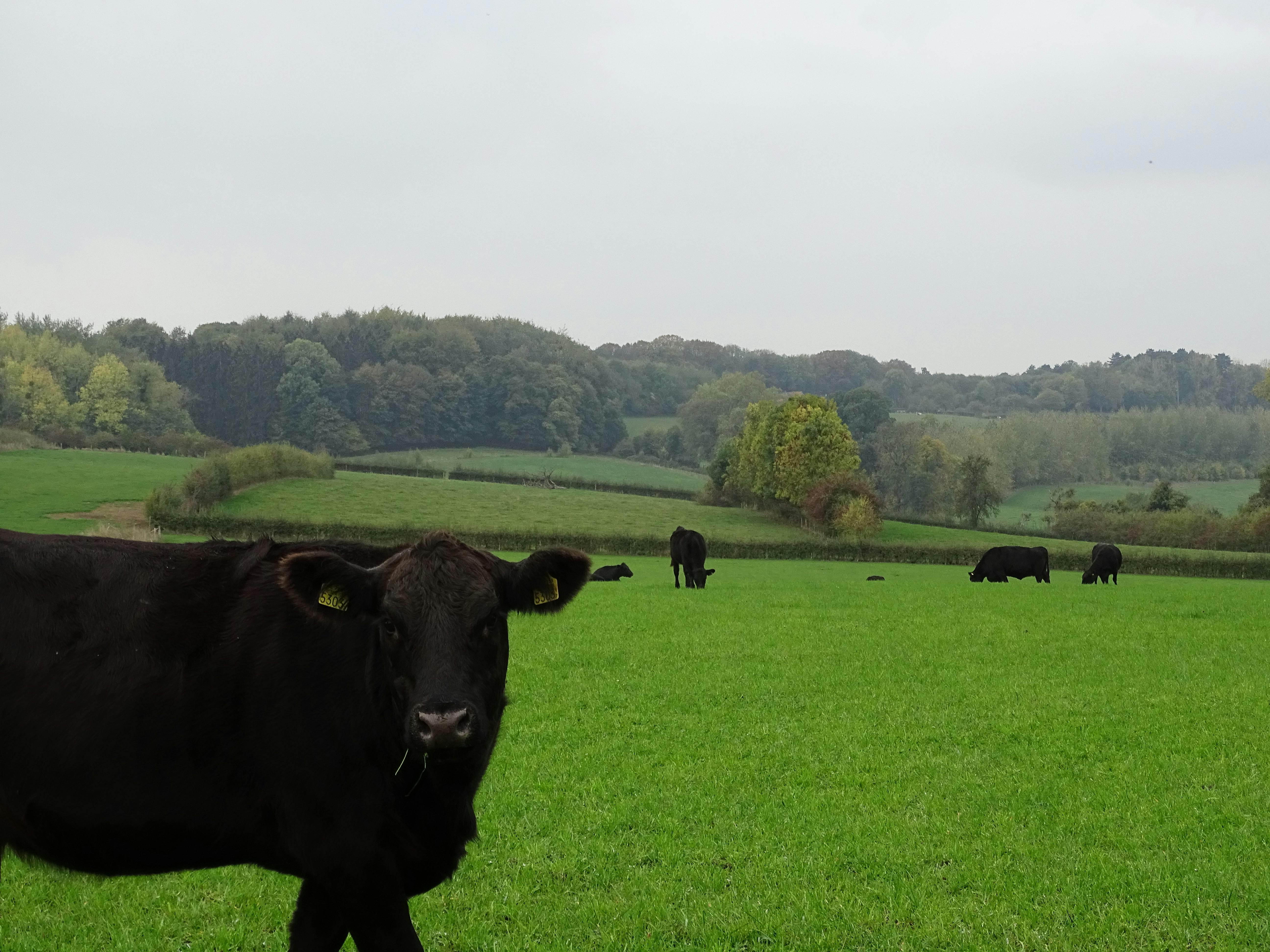Free stock photo of black cattle, cattle