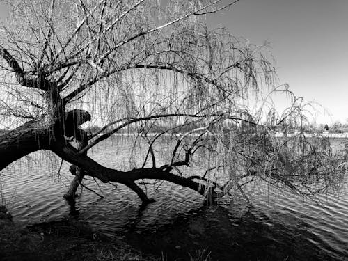 Gratis stockfoto met boom, groei, herfst