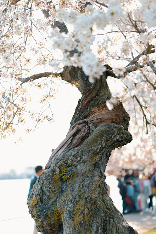 Ingyenes stockfotó cseresznyevirág, fa, fehér témában