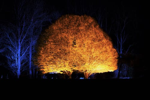 Free stock photo of enchanting, magic, magic tree