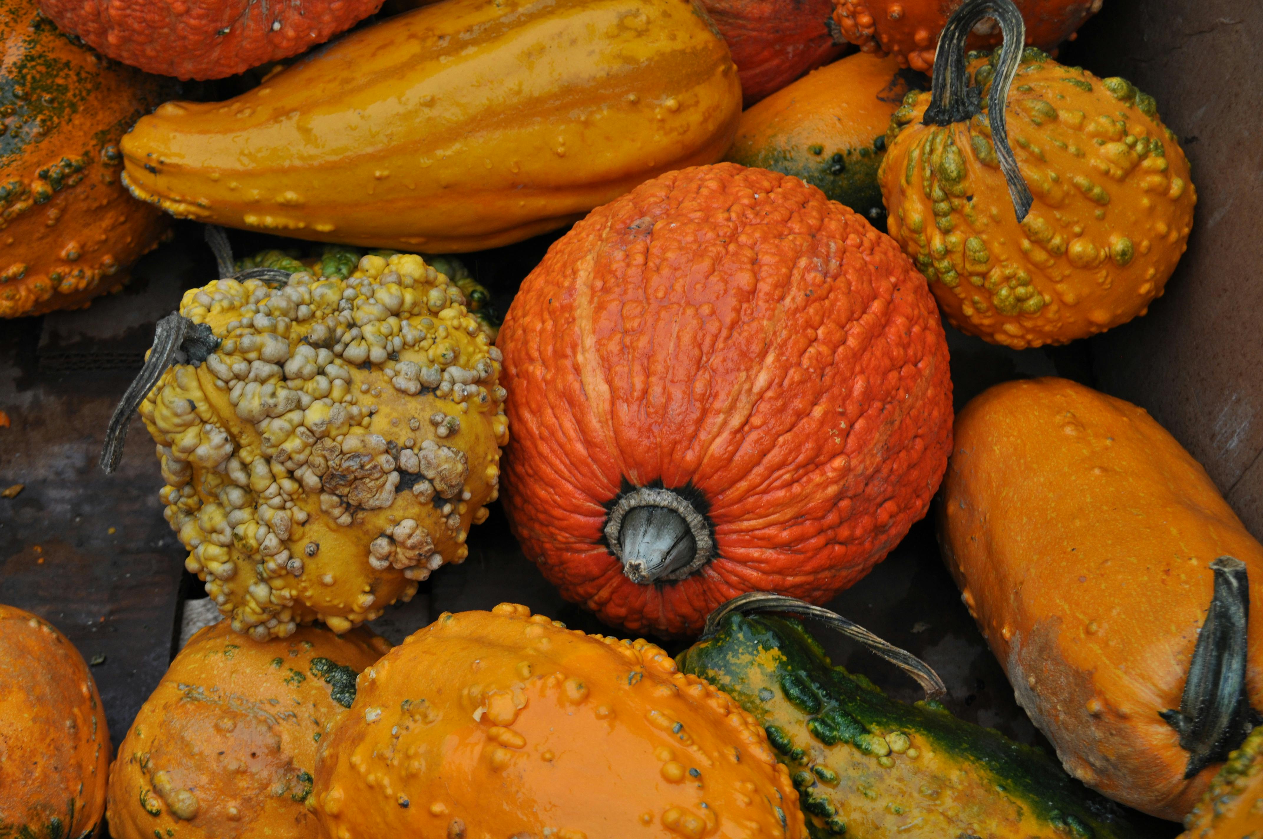 Free stock photo of fall, fall colors, pumpkin