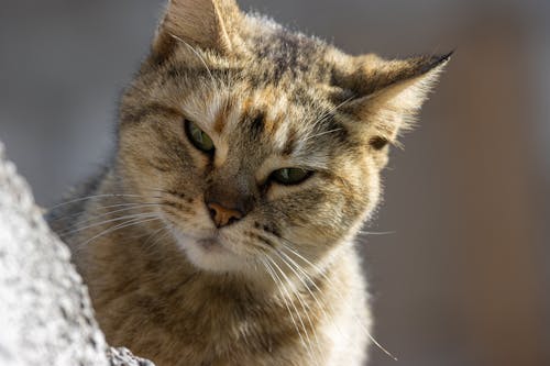 Foto d'estoc gratuïta de bufó, de peluix, fotografia d'animals