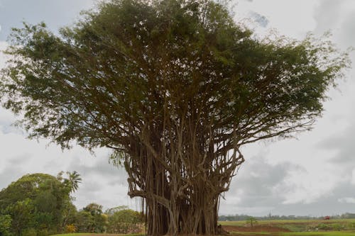 단 하나 나무, 반얀 트리, 열대 나무의 무료 스톡 사진