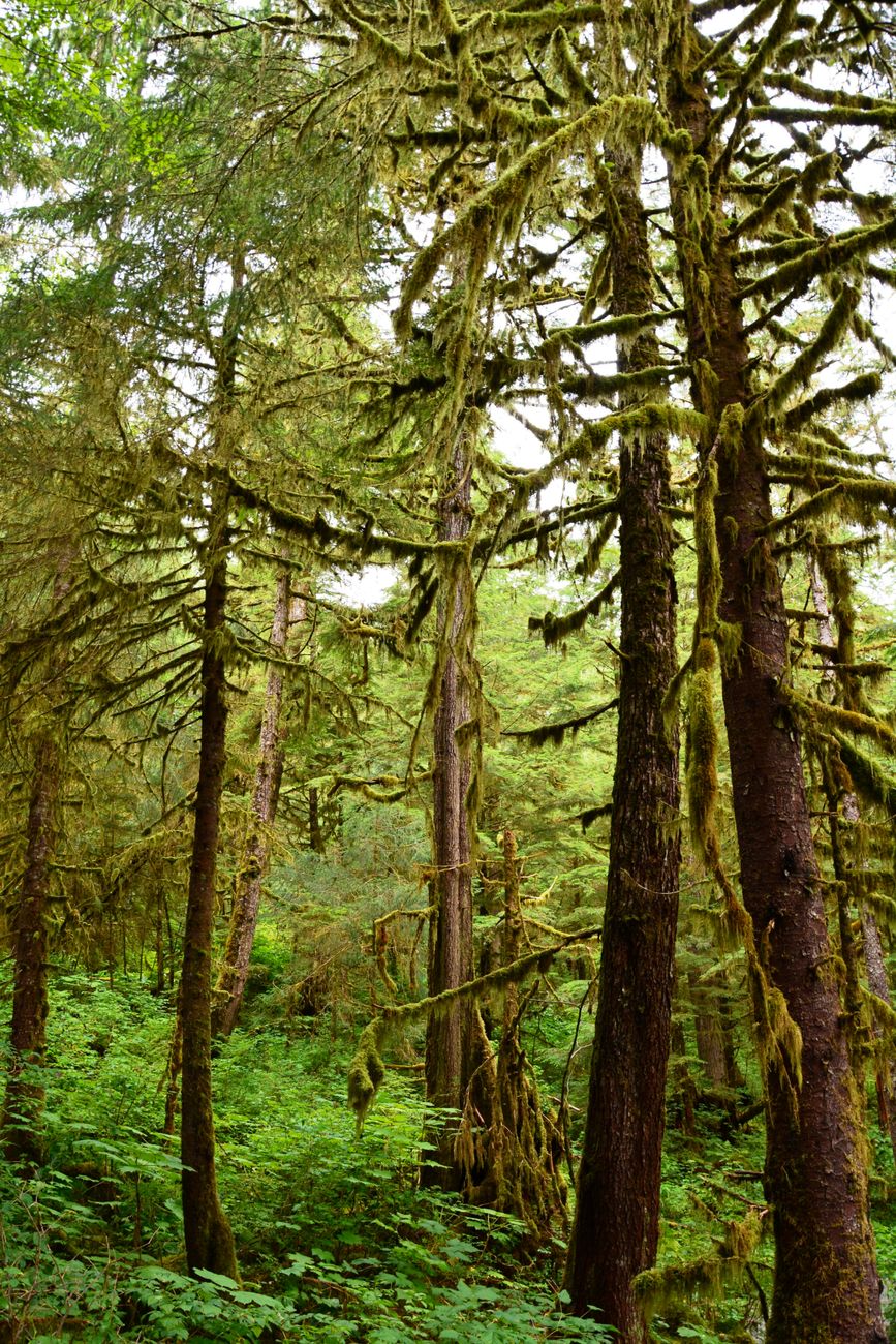 Captivating scene of moss-covered trees in a dense forest during summer in Juneau, Alaska.. pexels, captivating, scene
