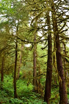 Captivating scene of moss-covered trees in a dense forest during summer in Juneau, Alaska.. pexels, captivating, scene