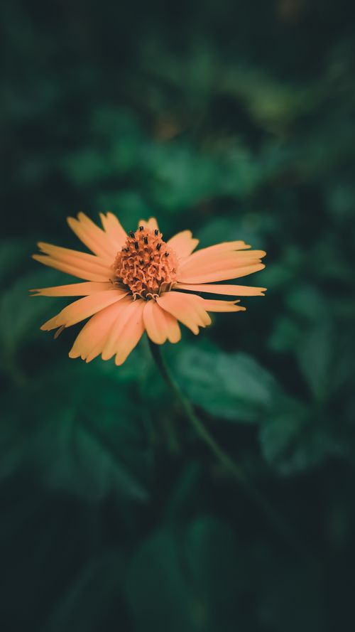 Free Close-up of a vibrant orange flower with delicate petals against a lush green background. Stock Photo