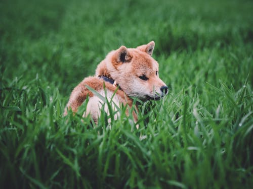 Immagine gratuita di campo, cane da gioco, shiba inu