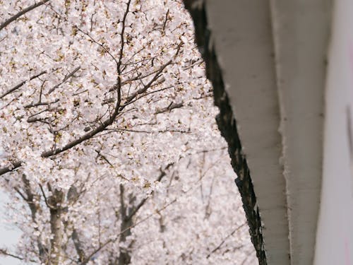 Základová fotografie zdarma na téma jaro, kvést, kvetoucí