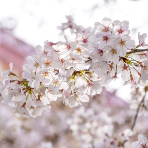 คลังภาพถ่ายฟรี ของ กำลังบาน, ซากุระ, ดอกไม้