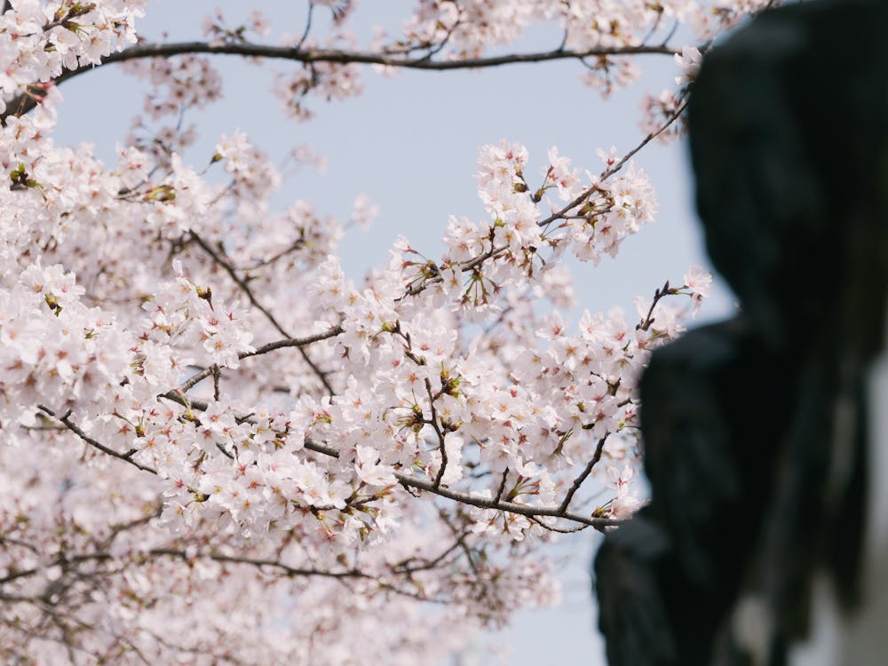 Free stock photo of bloom, blooming, flower