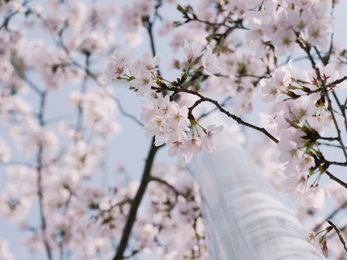 꽃이 피는, 벚꽃, 봄의 무료 스톡 사진