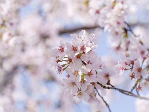 꽃이 피는, 벚꽃, 봄의 무료 스톡 사진