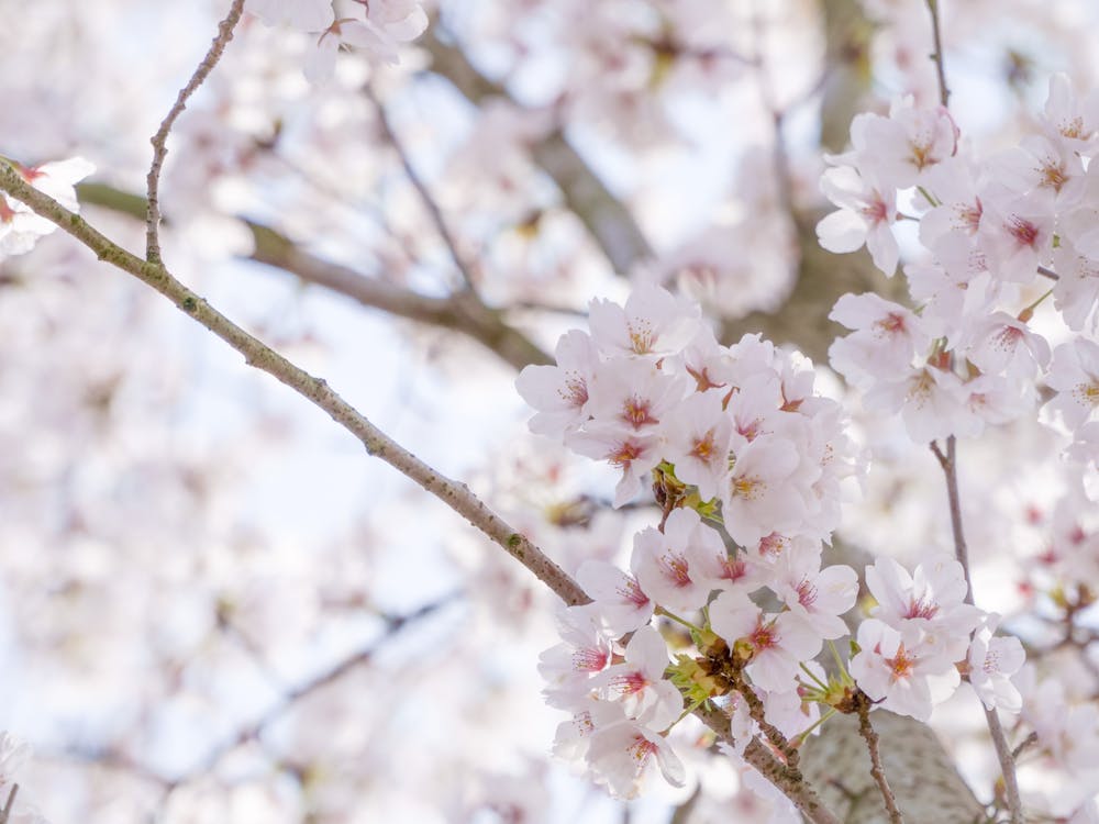 Free stock photo of bloom, blooming, flower