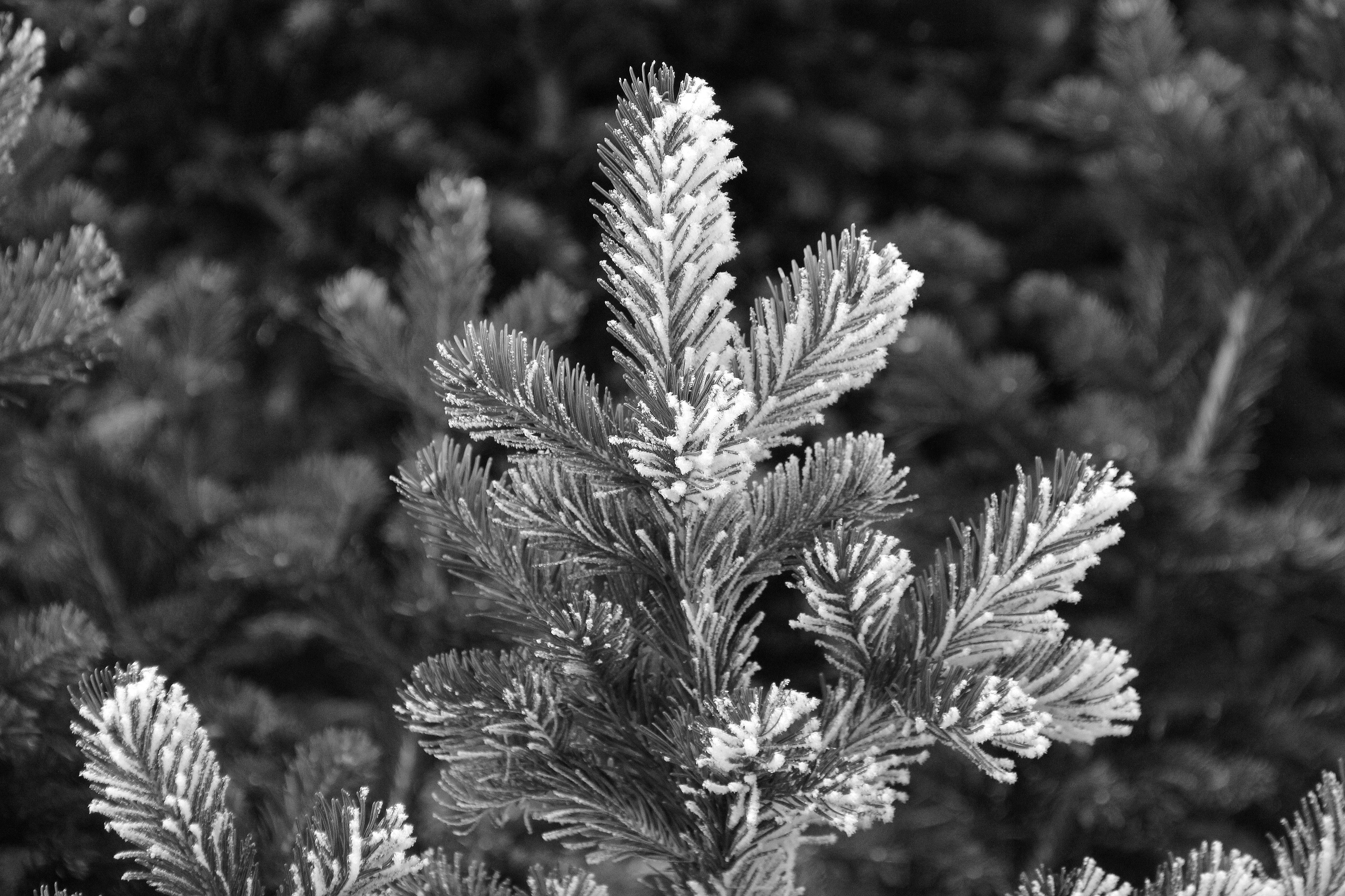 Free stock photo of beautiful flowers, black and white, flowers