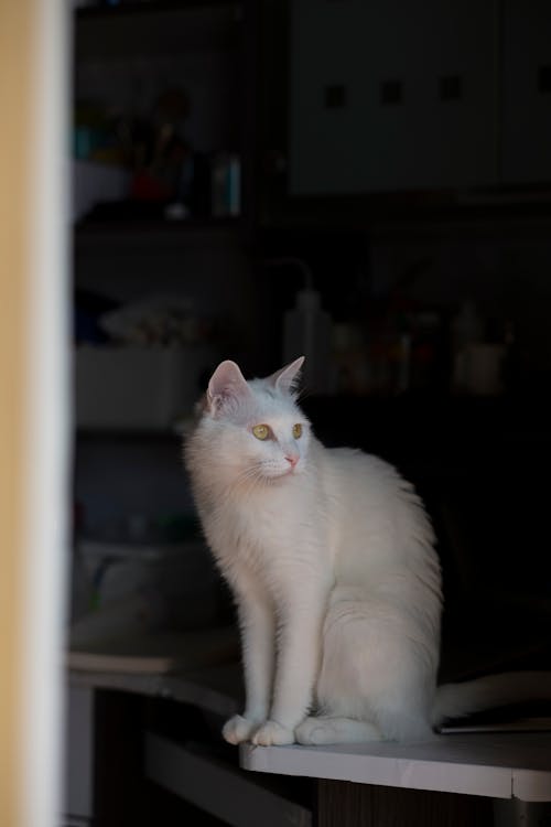 Portrait of a White Cat Sitting on a Counter
