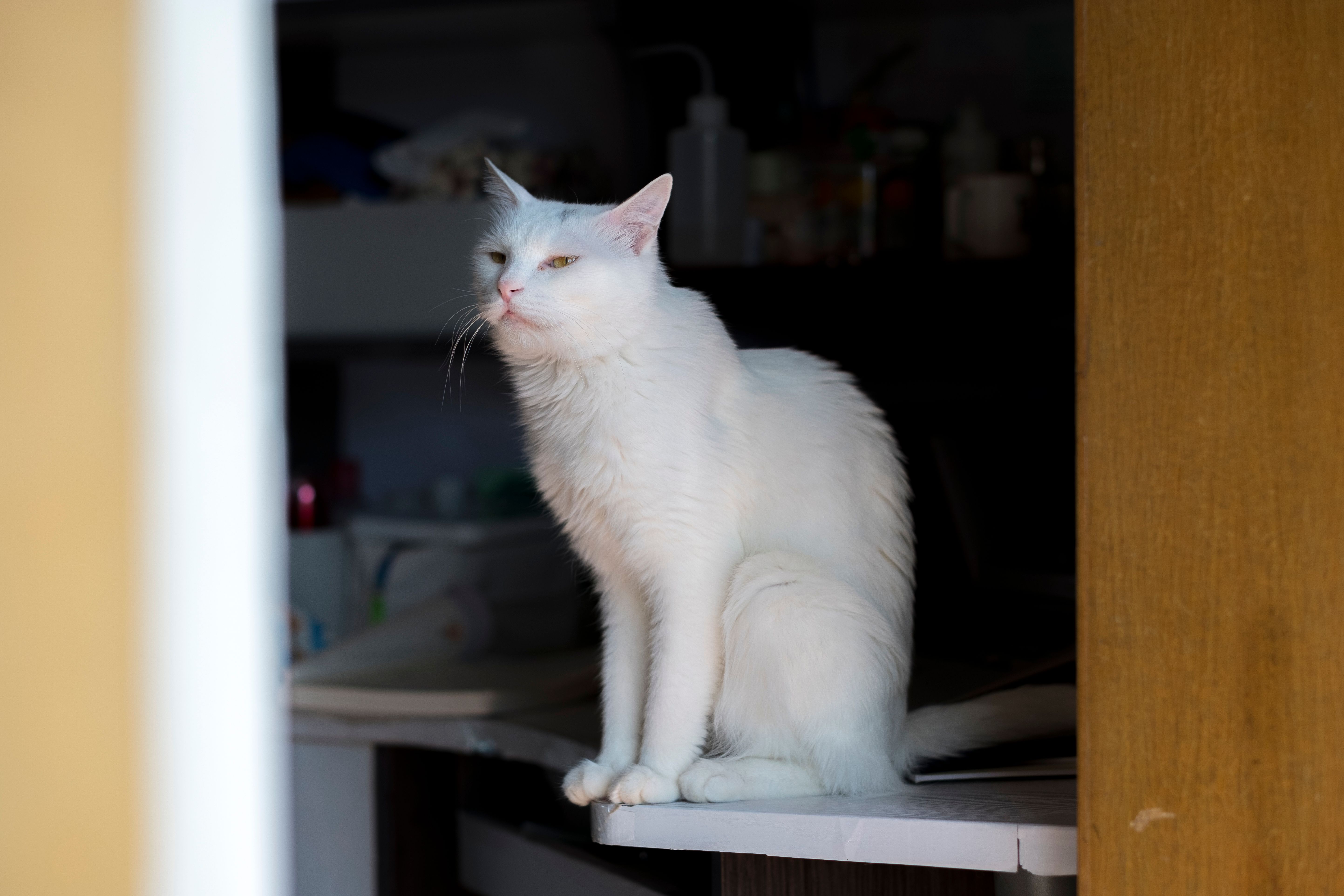 A serene white cat sitting on an indoor counter, gazing calmly.