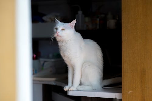 Ilmainen kuvapankkikuva tunnisteilla eläin, istuminen, koti