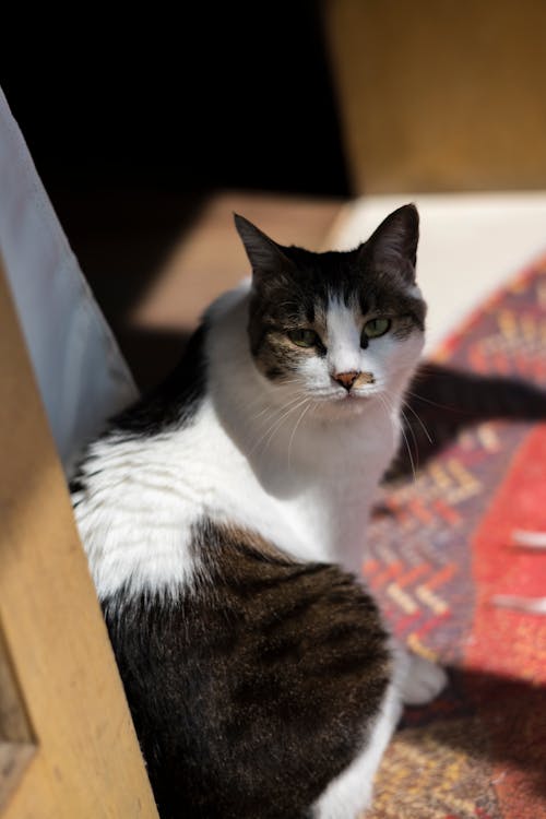 Portrait of a Black and White Cat