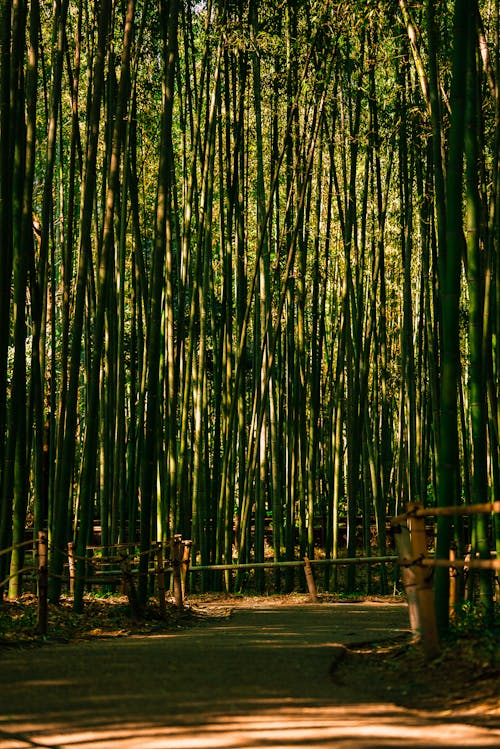 Alley among Bamboo Trees
