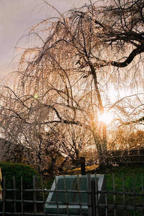 Sunlight behind Trees and Fence