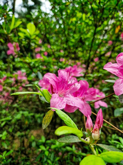 Foto d'estoc gratuïta de creixement, delicat, flor rosa