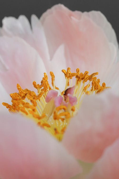 Kostnadsfri bild av blomma, blomning, fjäder