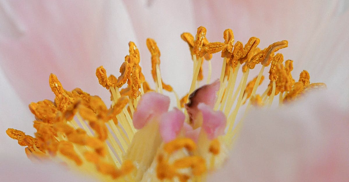 Detailed macro shot of a blooming pink peony highlighting its yellow stamens and soft petals.