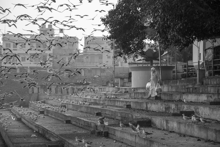 Birds Flying Around Man Walking With Bags