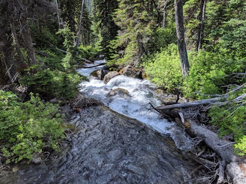 Cascade on Stream in Woods