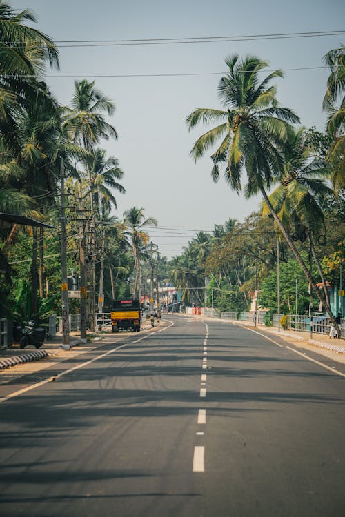 View of a Street between Palm Trees 