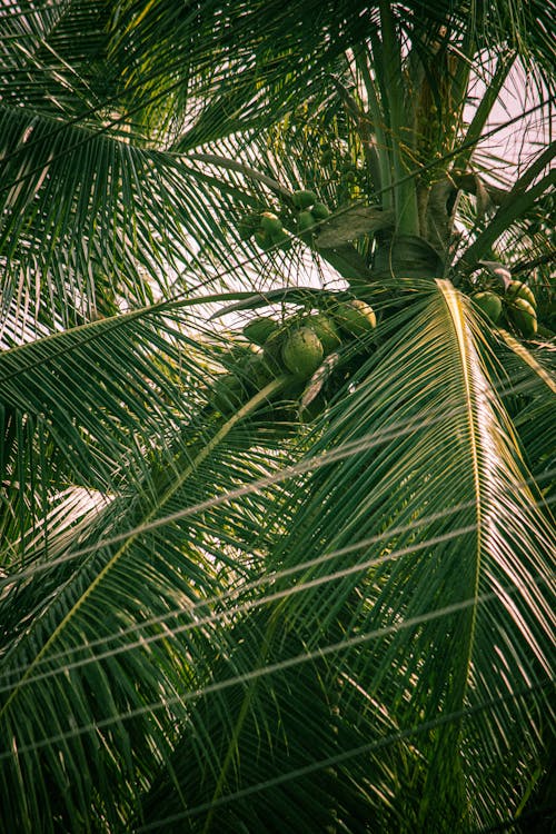 Green Coconut Tree