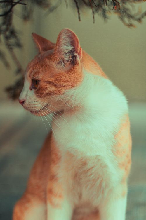 Free Detailed side profile of an orange and white cat sitting indoors. Perfect for pet lovers. Stock Photo
