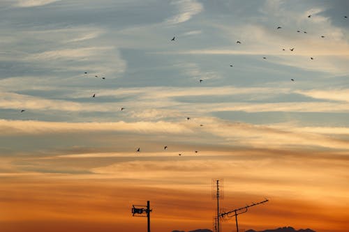 Flock of Birds Flying against the Sky at Dusk