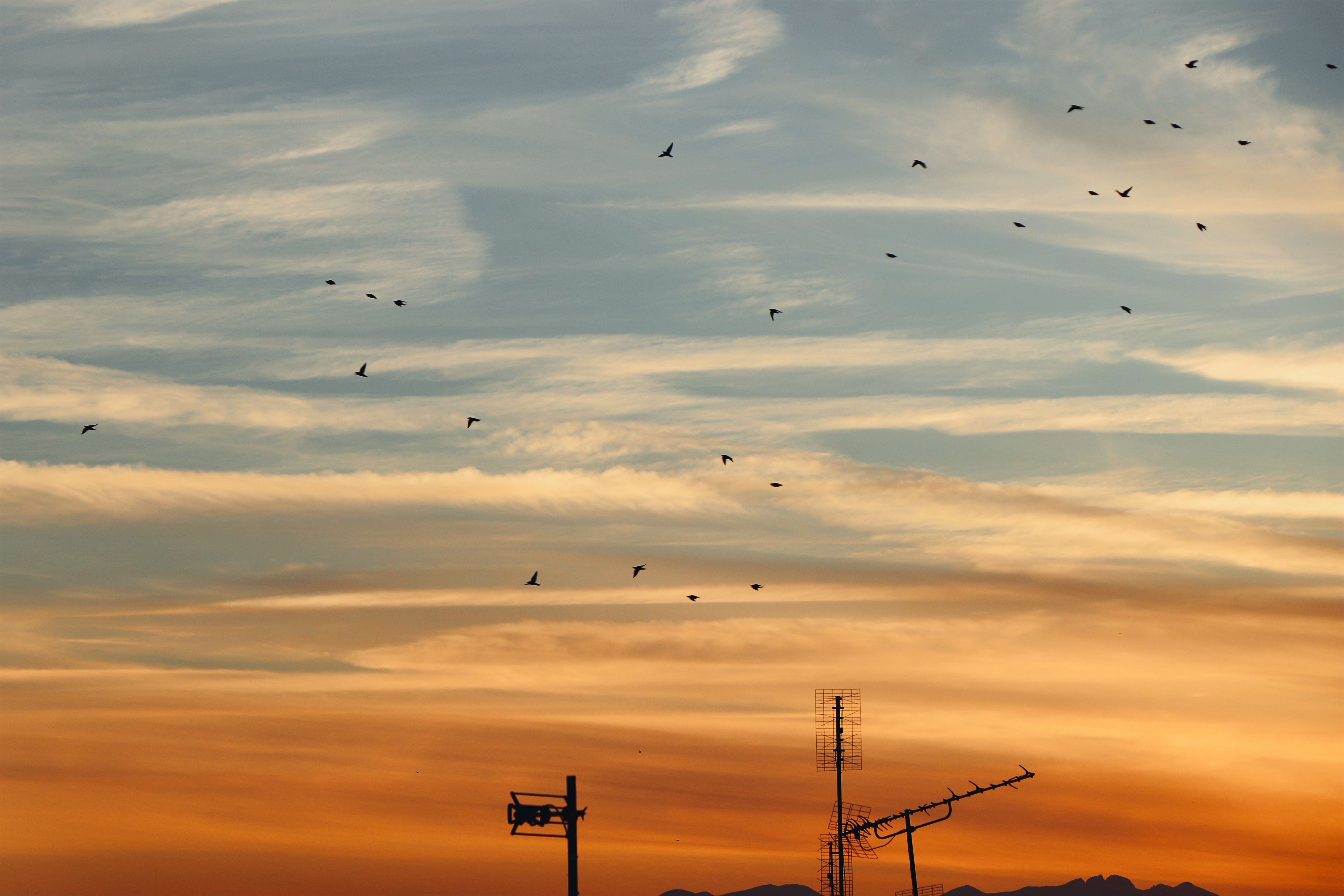 Flock Of Birds Flying Under Cloudy Sky · Free Stock Photo