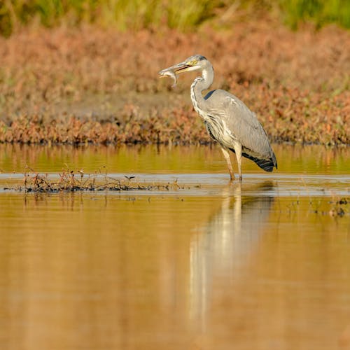 Bird Catching Fish in Wetlands