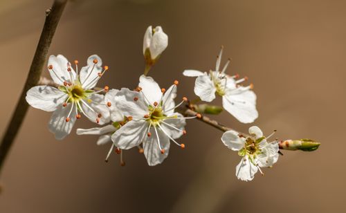 Free Detailed close-up of white blossom flowers on a twig, showcasing their delicate petals. Stock Photo