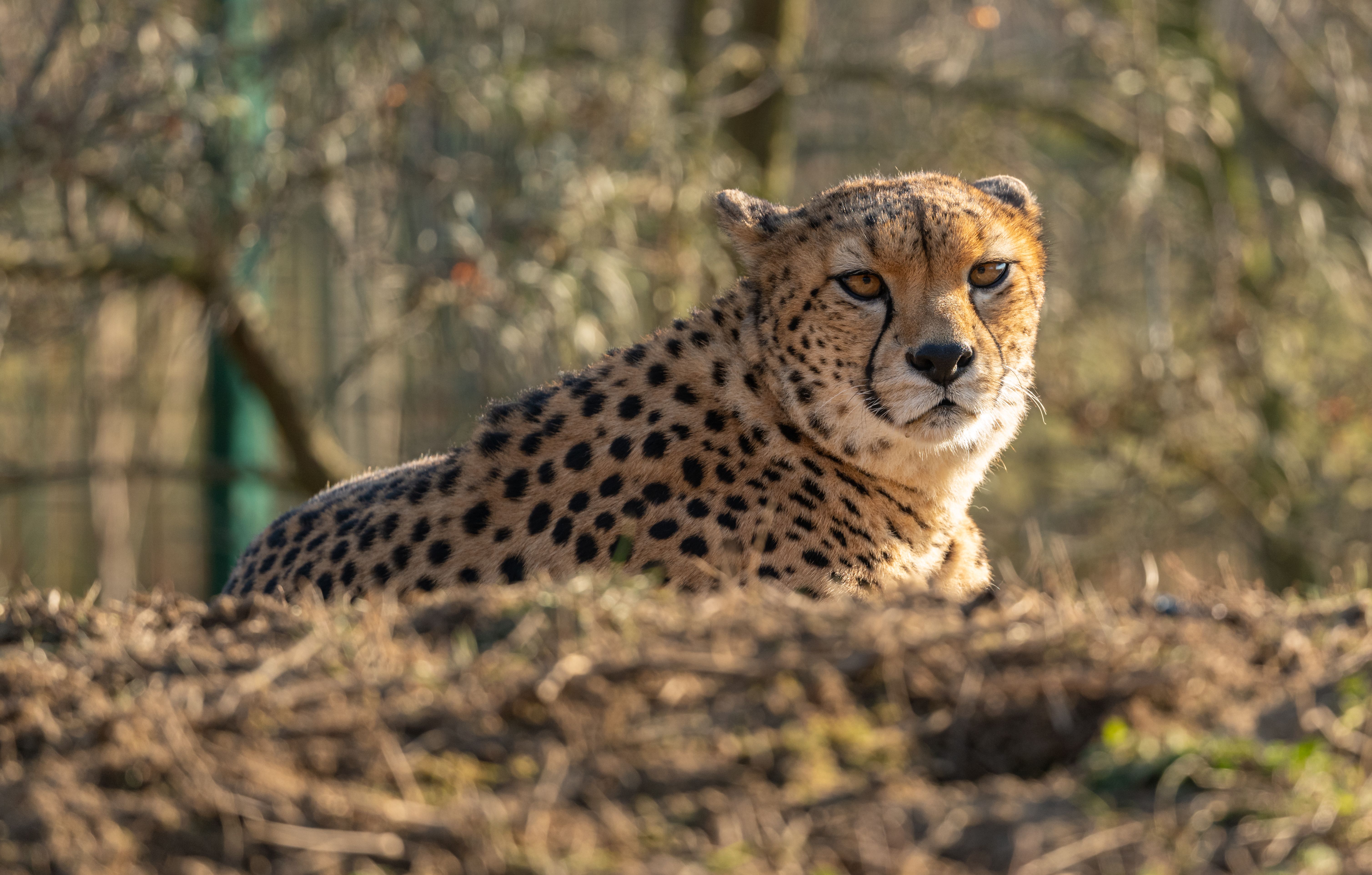 Cheetah Looking at Camera · Free Stock Photo