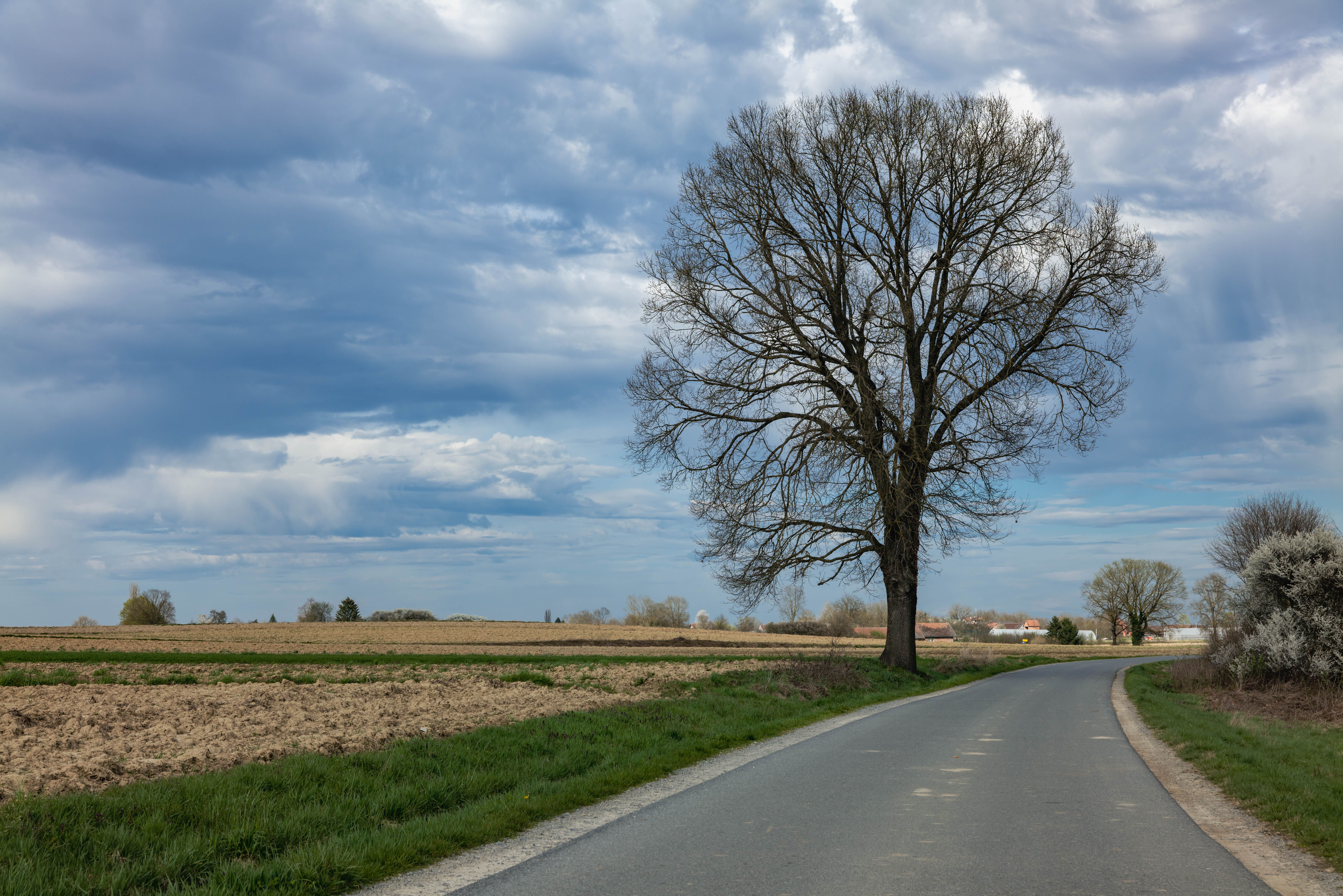 Fields and a Tree next to the Country Road · Free Stock Photo