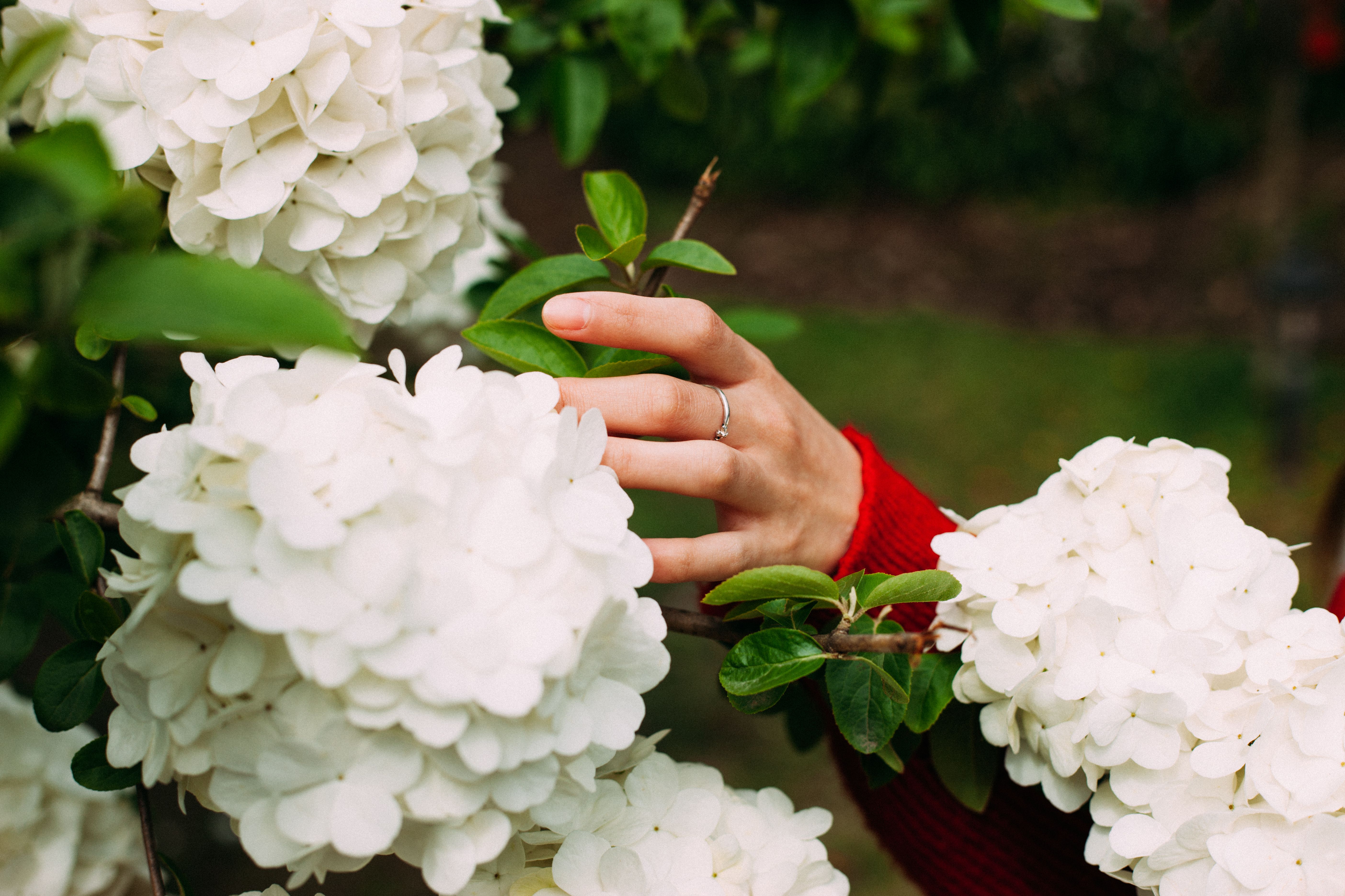 Hand and Flower · Free Stock Photo