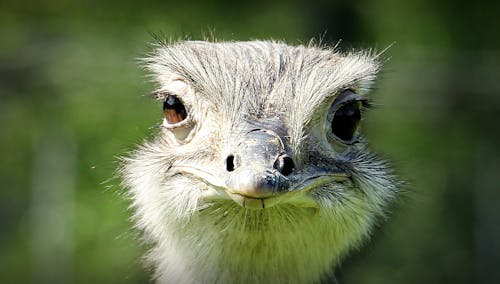 Free Ostrich Face during Daytime Stock Photo