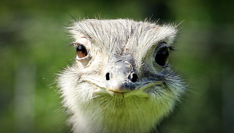 Ostrich Face During Daytime