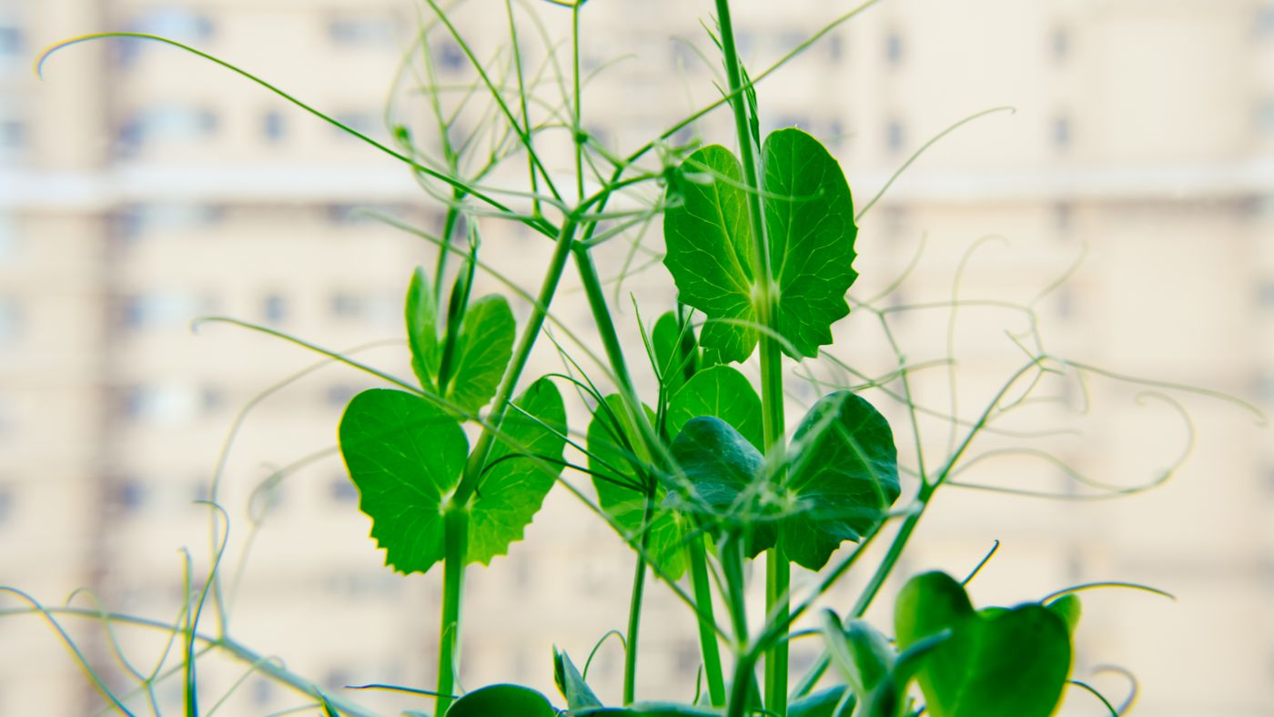 Surviving the first six weeks of an indoor herb garden