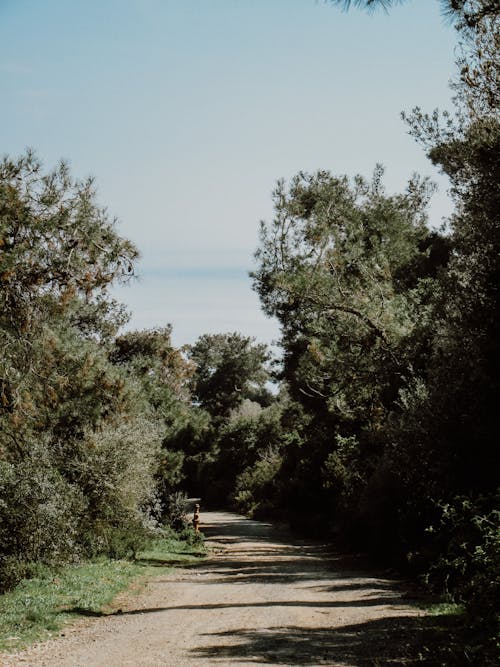 Photo of a Dirt Road in a Forest 