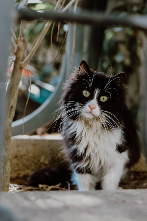 Photo of a Black and White Kitten 