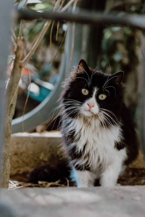 Free A captivating portrait of a black and white long-haired cat sitting outdoors. Stock Photo